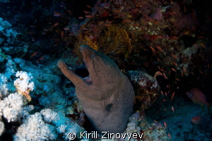 Moray Eel by Kirill Zinovyev 